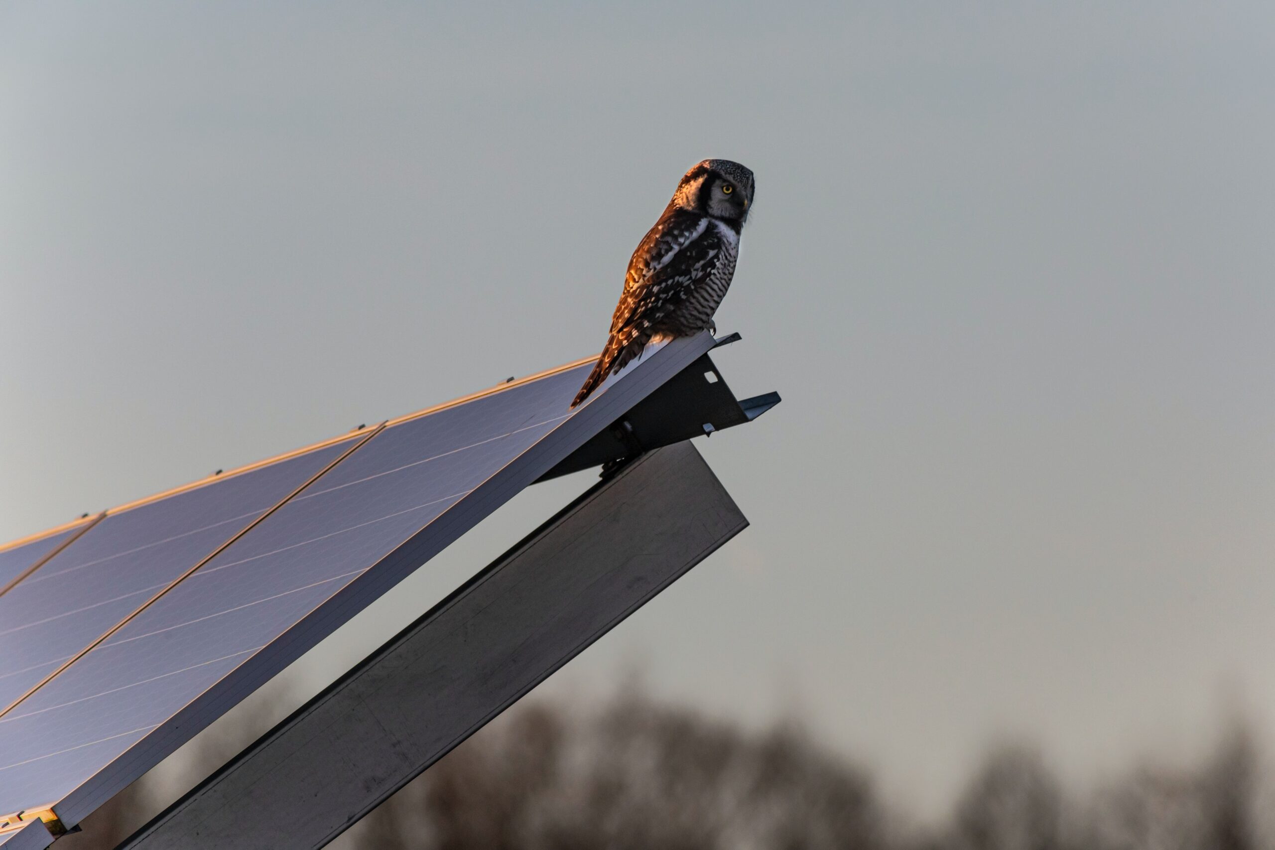 Owl On Solar Panel