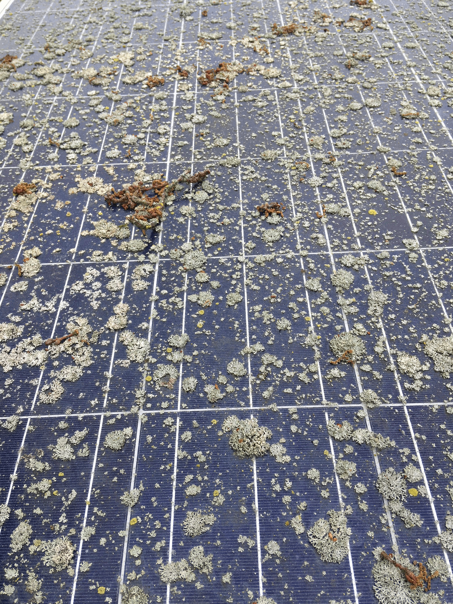 lichen solar panel