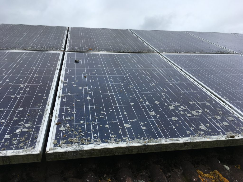 How to Remove Algae and Lichen from Solar Panels