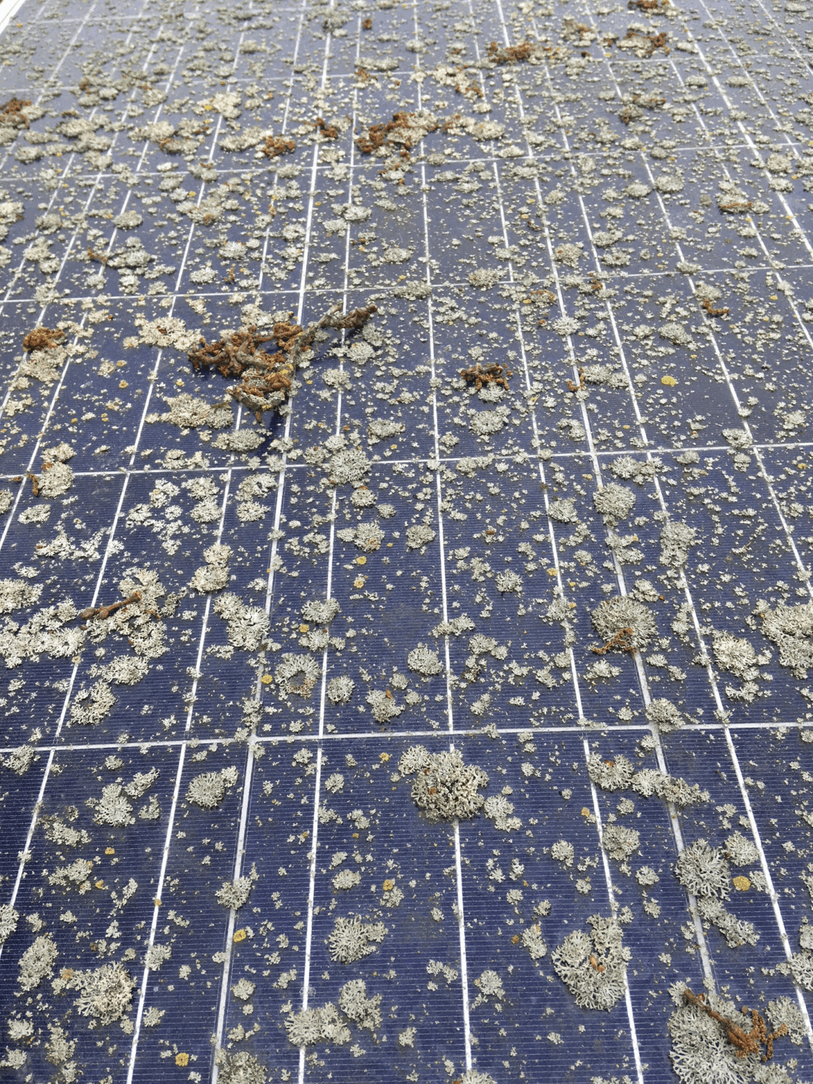 how-to-remove-algae-and-lichen-from-solar-panels-solarsena